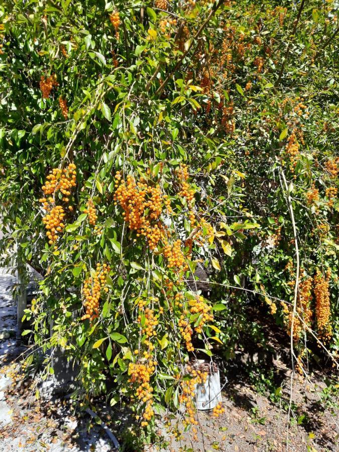 Gite Le Calou Pilon Cilaos Ngoại thất bức ảnh
